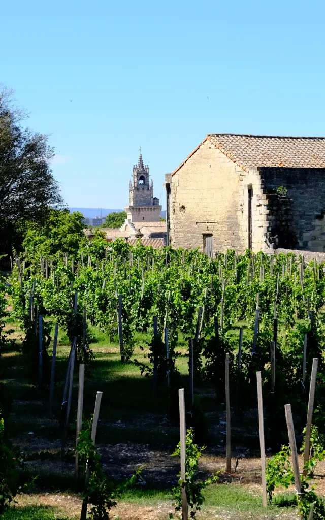 Le clos de la vigne du Pape - Photo credit: Olivier Tresson - Avignon Tourisme