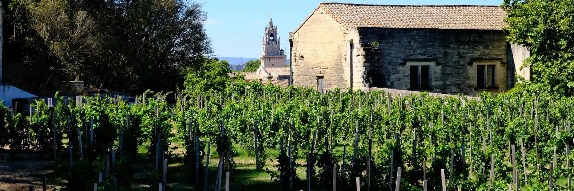 Le clos de la vigne du Pape - Photo credit: Olivier Tresson - Avignon Tourisme