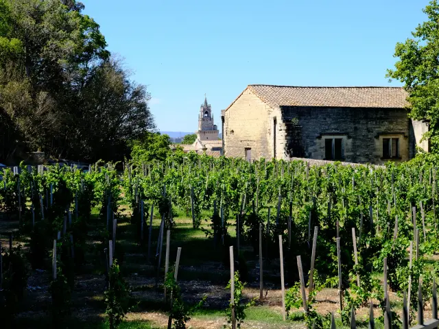 Clos de la vigne du Pape