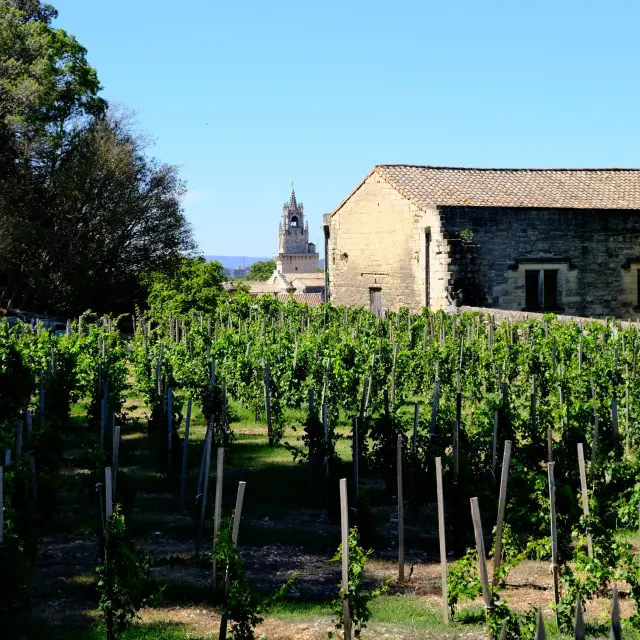 Clos de la vigne du Pape