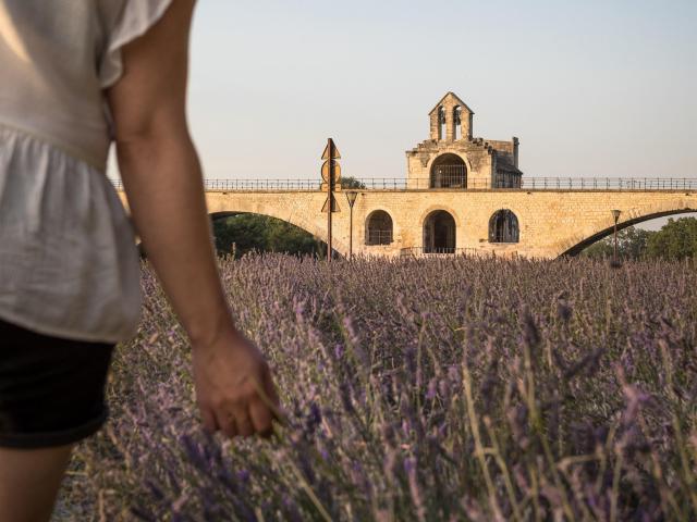 Jeune fille dans un champ de lavande devant le Pont d'Avignon - Crédit photo : Frédéric Dahm / Empreintes d'Ailleurs