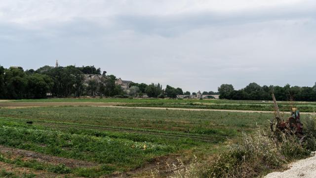 Le Pont d'Avignon (ou Pont Saint-Bénezet) vu depuis un champ sur l'île de la Barthelasse - Crédit photo : Kos-Crea