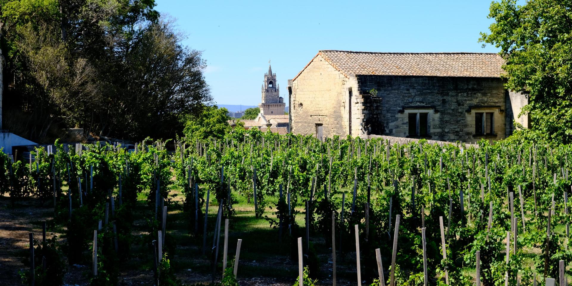 Der Clos de la vigne du Pape - Bildnachweis: Olivier Tresson - Avignon Tourisme