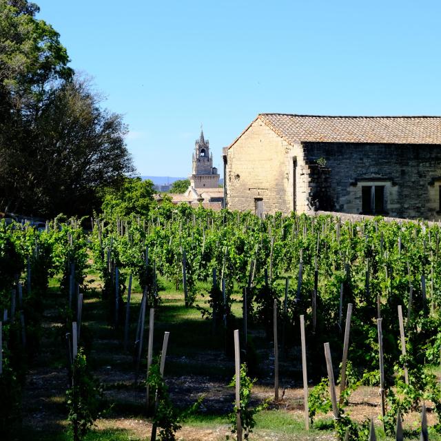 Le clos de la vigne du Pape - Crédit photo : Olivier Tresson - Avignon Tourisme