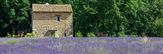 Champ de lavande dans le Luberon. Crédit : Alain Hocquel / VPA