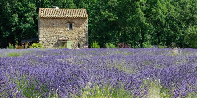 Lavendelfeld im Luberon. Credit: Alain Hocquel / VPA