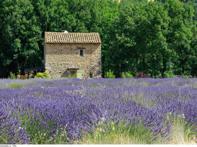 Lavender field in the Luberon. Credit: Alain Hocquel / VPA