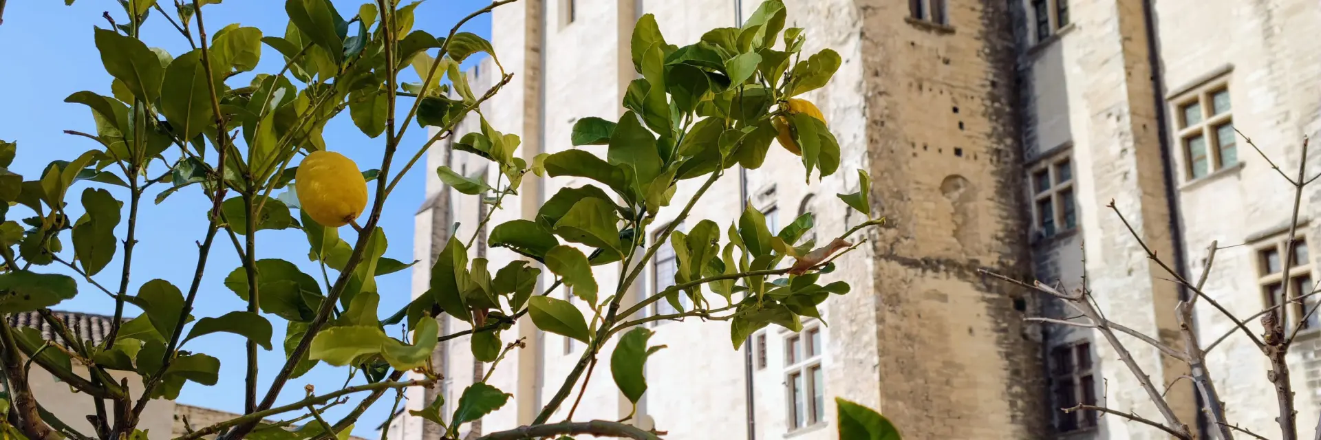 Albero di limone nei giardini del Palazzo dei Papi. Credito: Didier Coullet