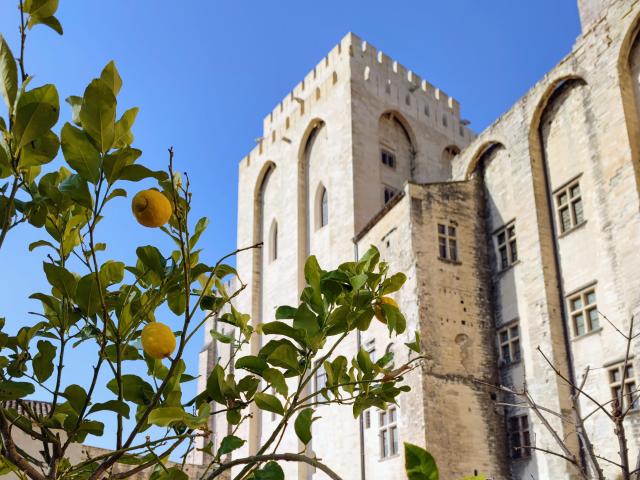 Lemon tree in the gardens of the Palais des Papes. Credit: Didier Coullet