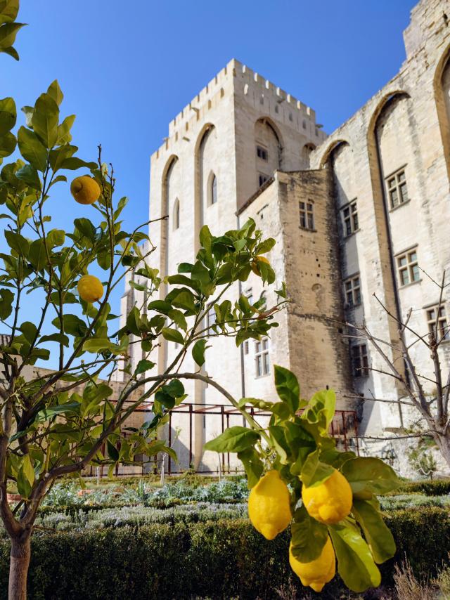 Limonero en los jardines del Palacio de los Papas. Crédito: Didier Coullet