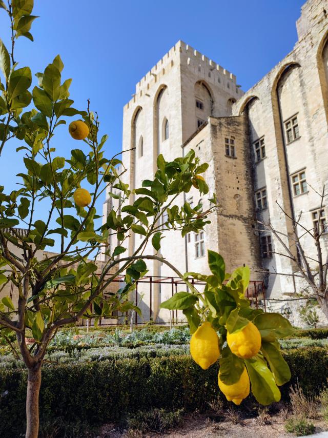 Citrons dans les jardins du Palais des Papes