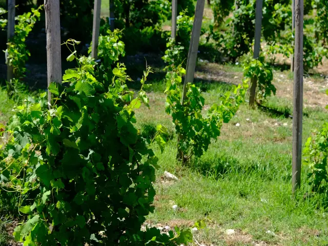 Clos de la vigne du Pape