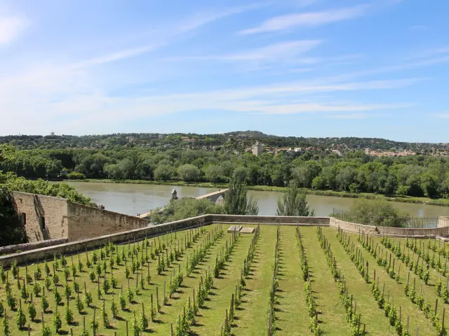 Clos de la vigne du Pape