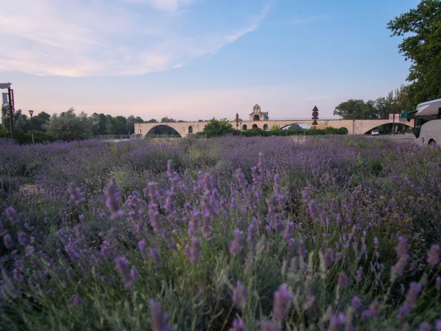 Le champ de lavandes devant le Pont d'Avignon