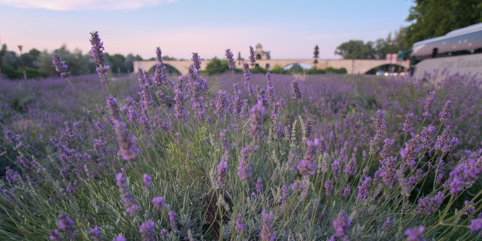 The lavender field in front of the Pont d'Avignon