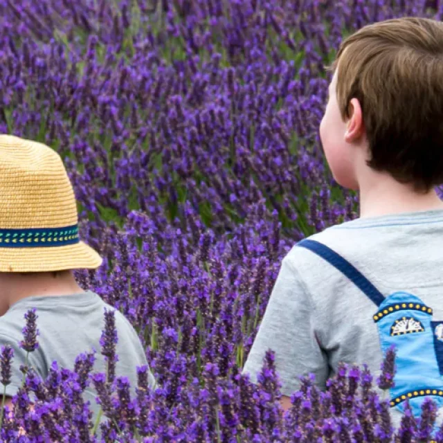 Lavendel