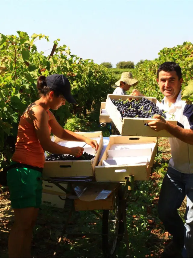 Provence Panorama Wine Tours