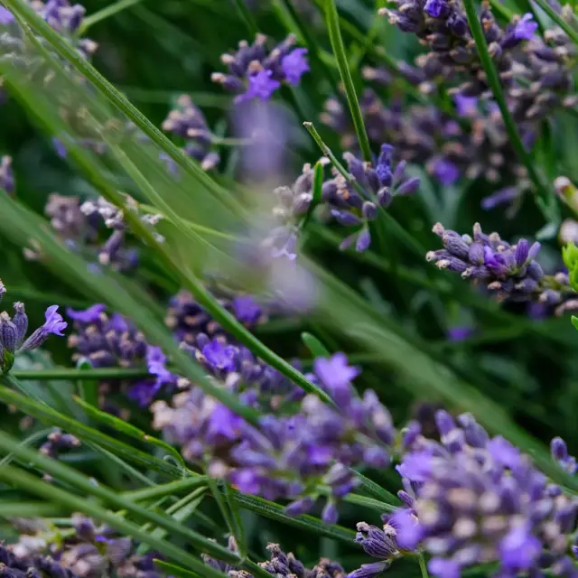 Lavender at the Palace Gardens
