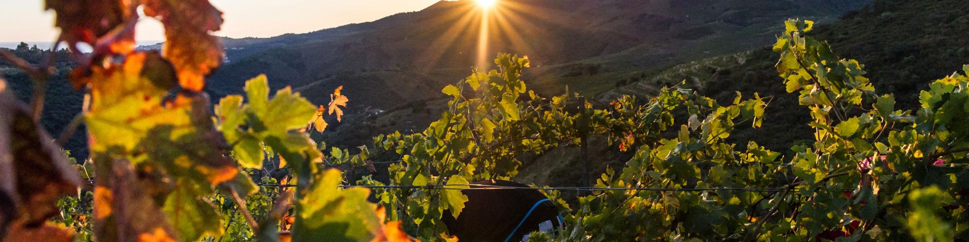 Les vendanges 2016 a Banyuls sur Mer