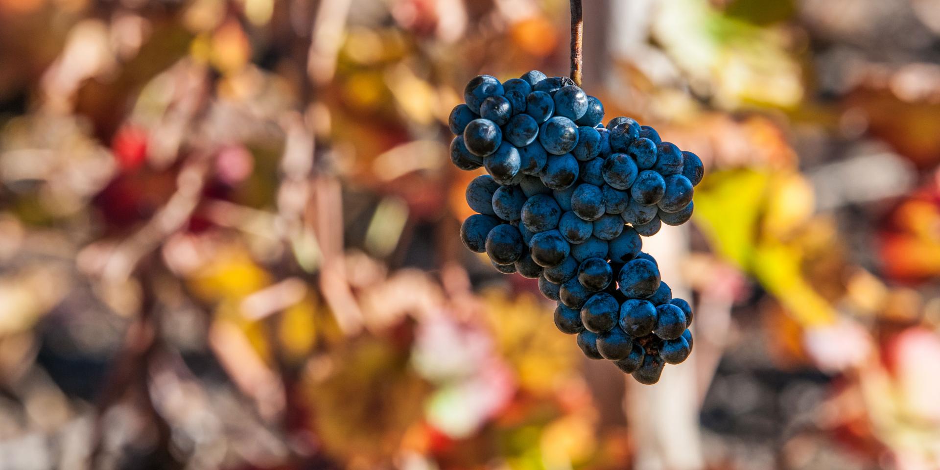 vigne vendanges vignoble vin raisin