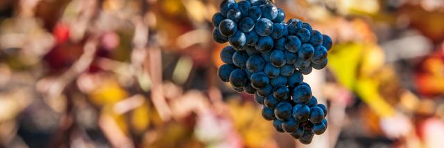 vigne vendanges vignoble vin raisin