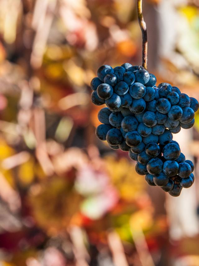 vigne vendanges vignoble vin raisin