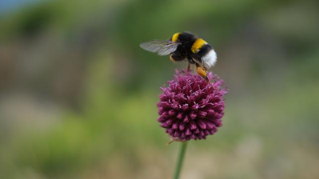 Faune Flore Abeille Printemps (1)