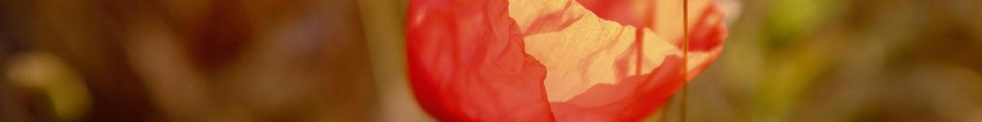 Faune Flore Coquelicot