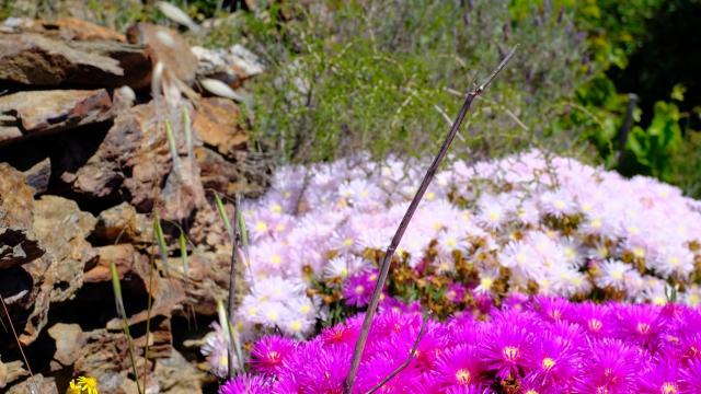 Faune Flore Printemps