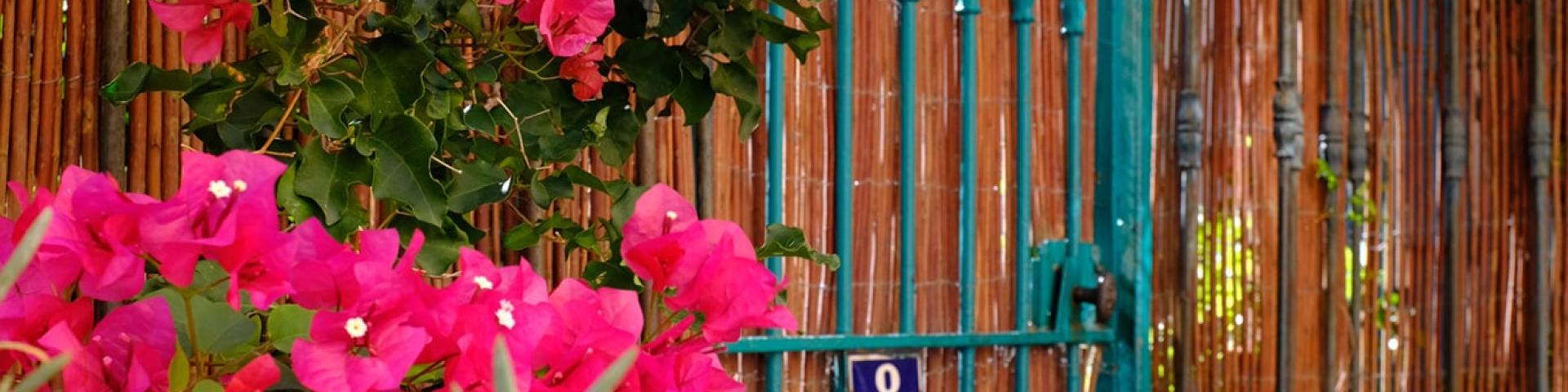 Faune Flore Printemps Bougainvillier Porte