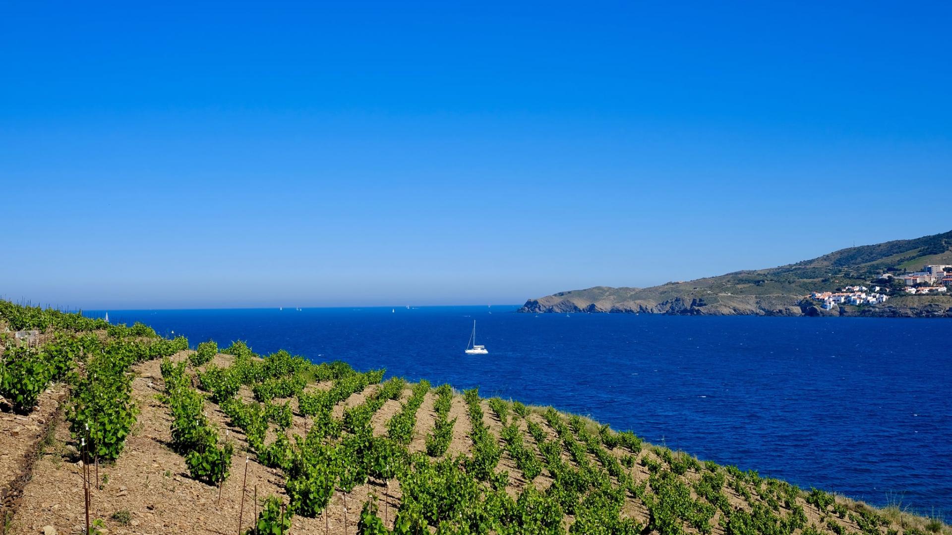 Vignoble Mer Méditerranée