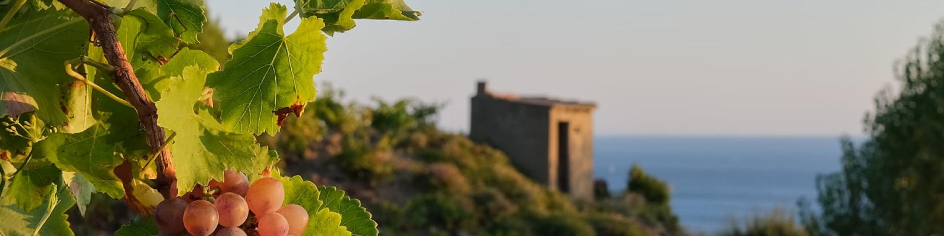 Vignoble Raisin Casot Vigne