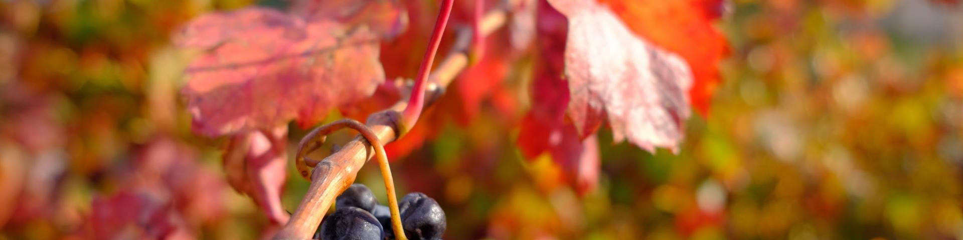 Vignoble Vigne Raisin Automne