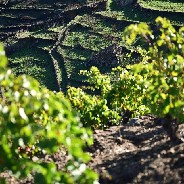 Vignoble Vignes