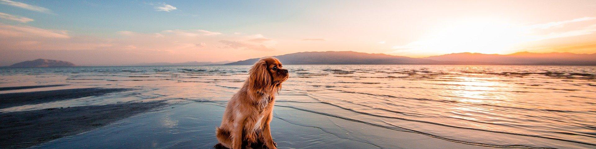 Dog 1854123 1920