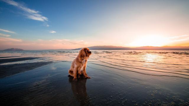 Dog 1854123 1920