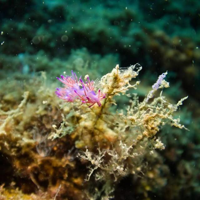 Instagram #banyuls