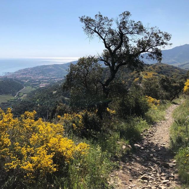 Instagram #banyulssurmer