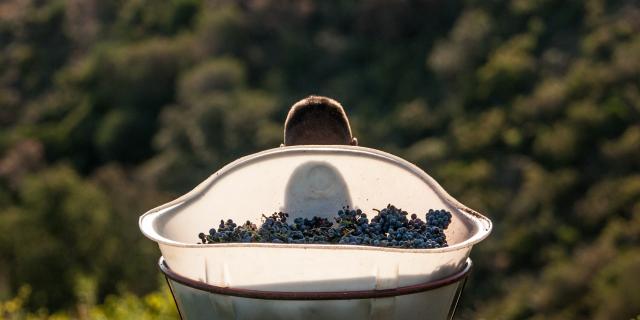 Equipe du Domaine Berta-Maillol qui vendange sur les hauts de Banyuls sur Mer dans les Pyrénées Orientales