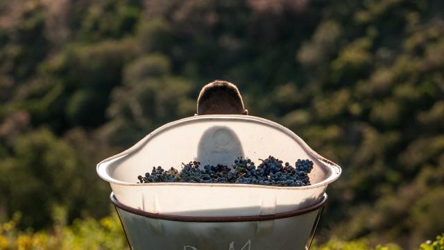Equipe du Domaine Berta-Maillol qui vendange sur les hauts de Banyuls sur Mer dans les Pyrénées Orientales