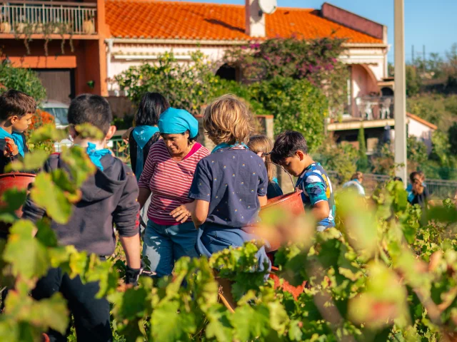 Vef Vendanges Enfants 2024 1