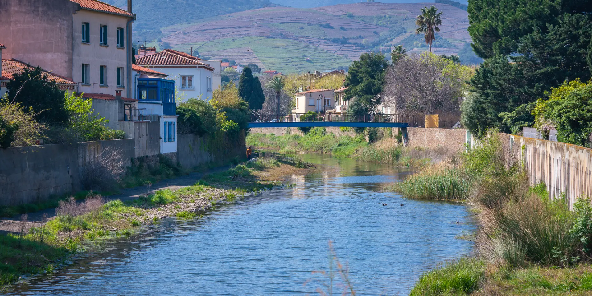 Baillaury-banyuls-renaturation