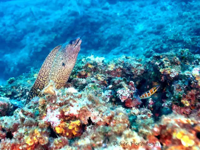 Reserve Marine Didier Fioramonti 2