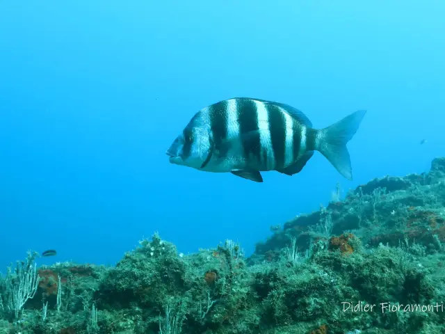 Reserve Marine Didier Fioramonti 4