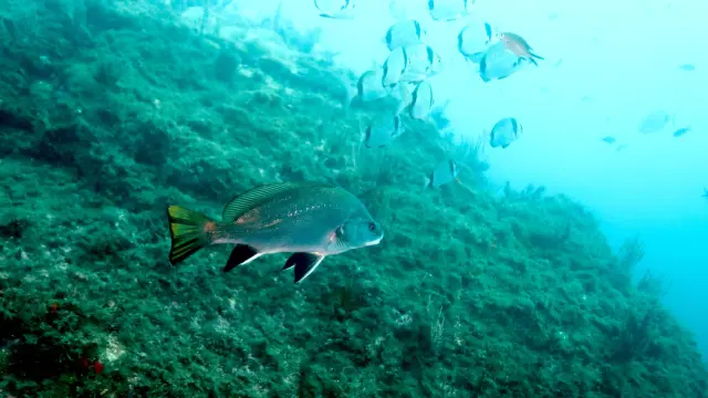 Reserve Marine Didier Fioramonti 5