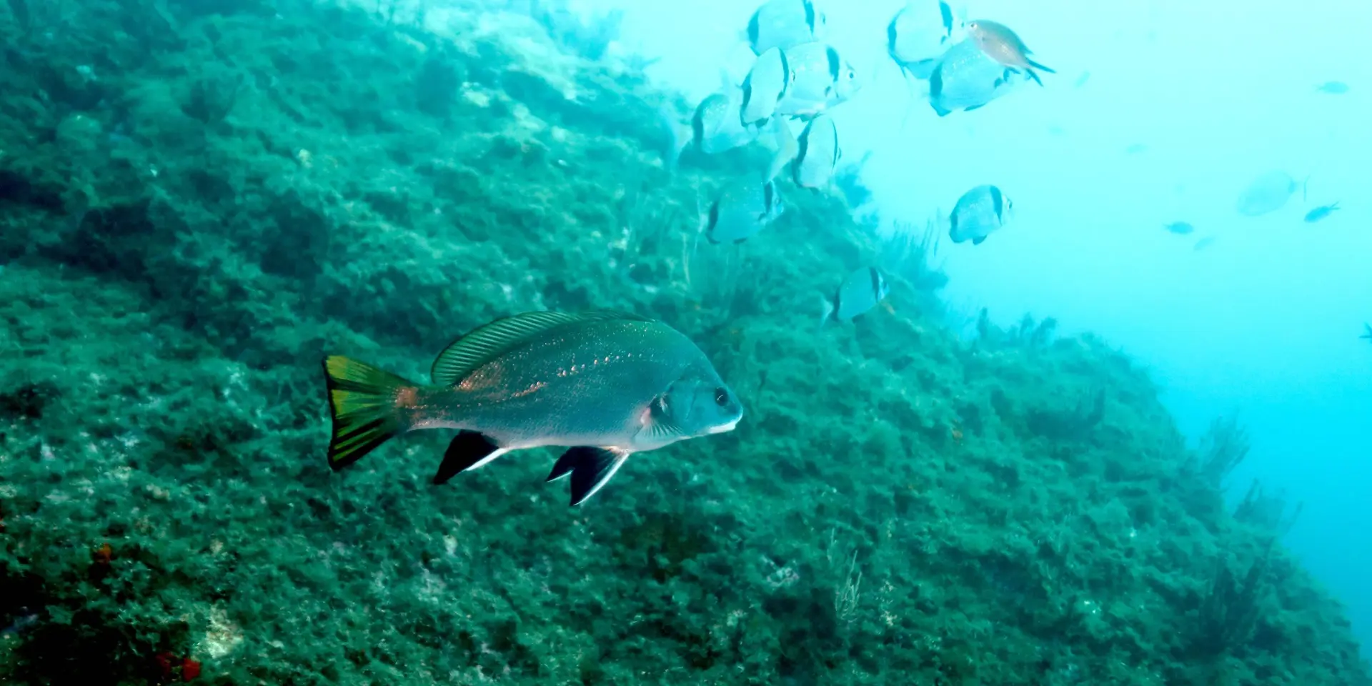 Reserve Marine Didier Fioramonti 5