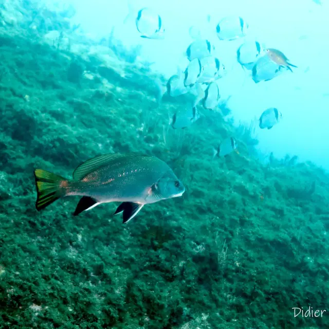 Reserve Marine Didier Fioramonti 5