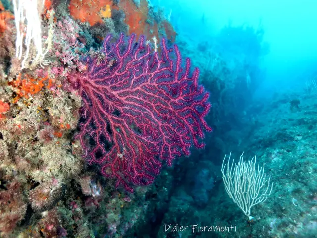 Reserve Marine Didier Fioramonti 7