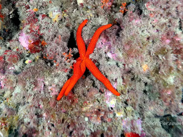 Reserve Marine Didier Fioramonti 10