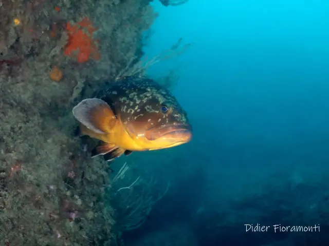 Reserve Marine Didier Fioramonti 18